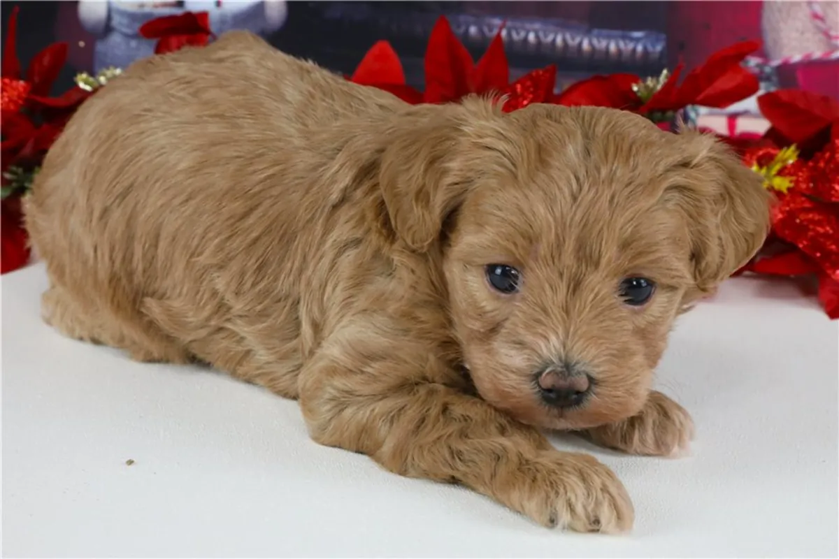 马尔提普犬幼崽