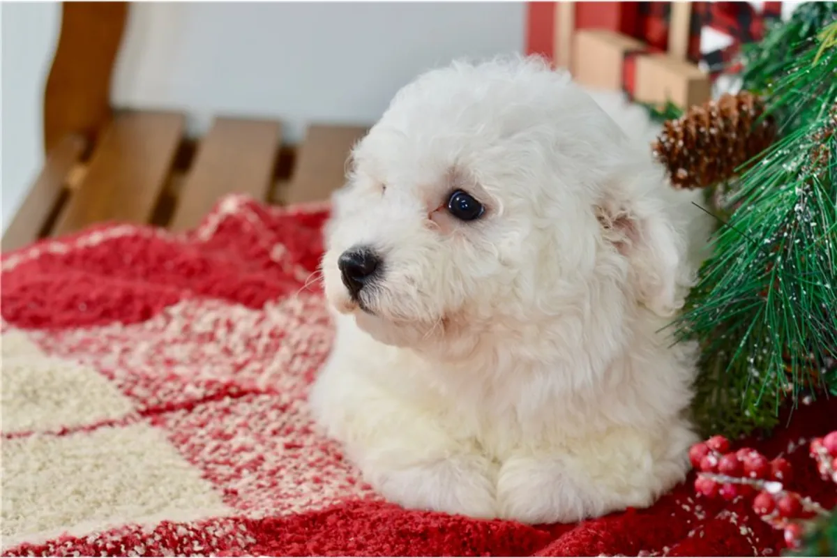 比熊犬幼崽