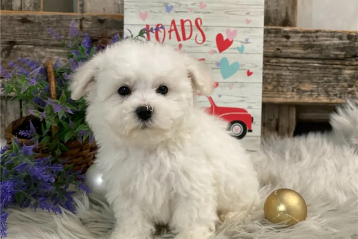 比熊犬幼崽