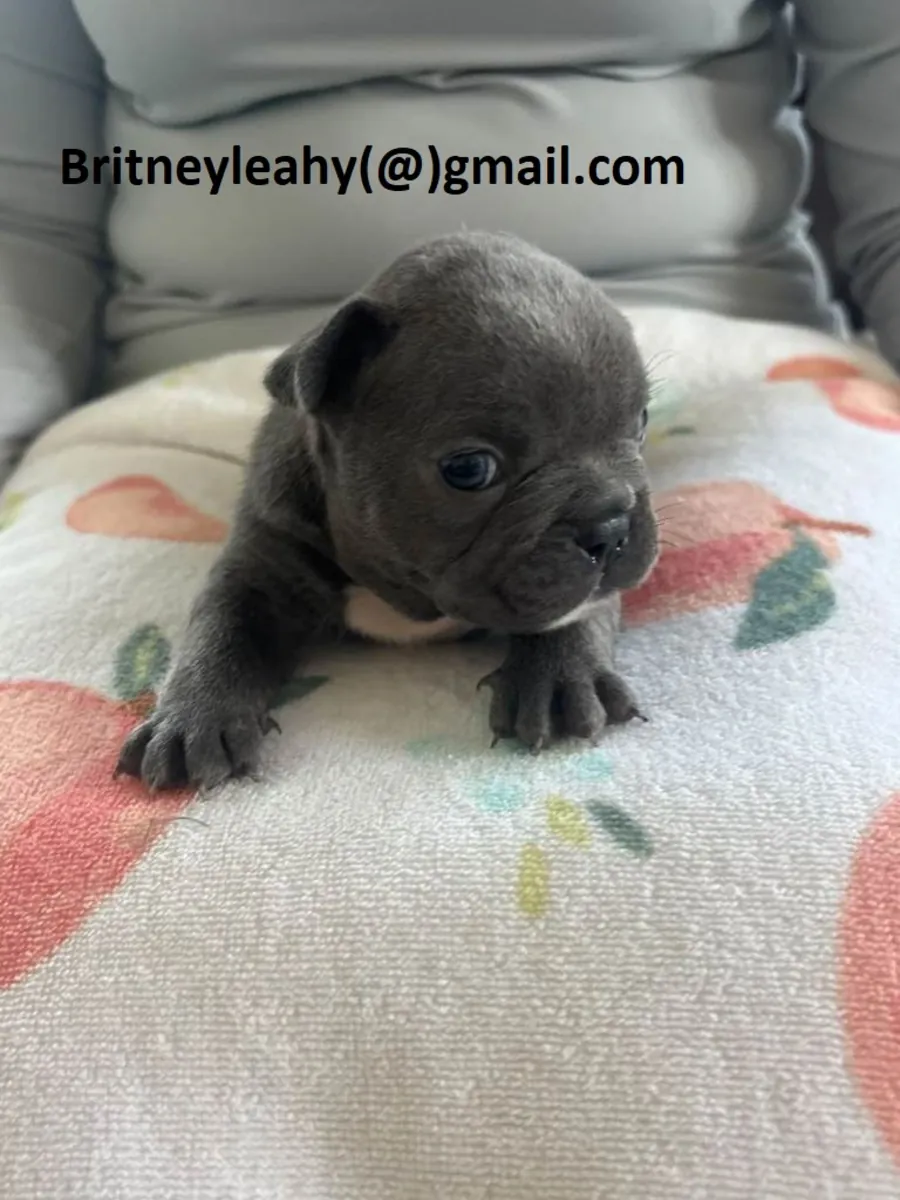 可爱的法式斗牛犬幼犬