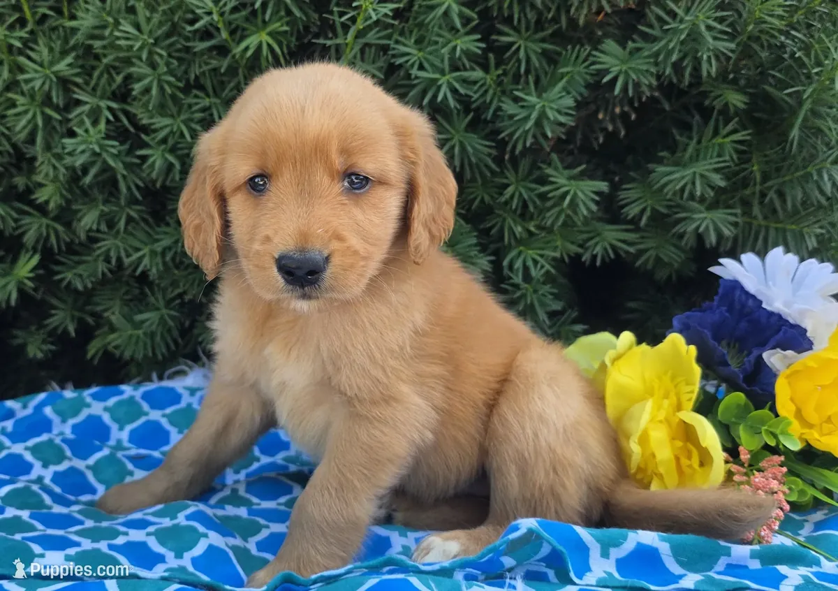 金毛寻回犬马乔