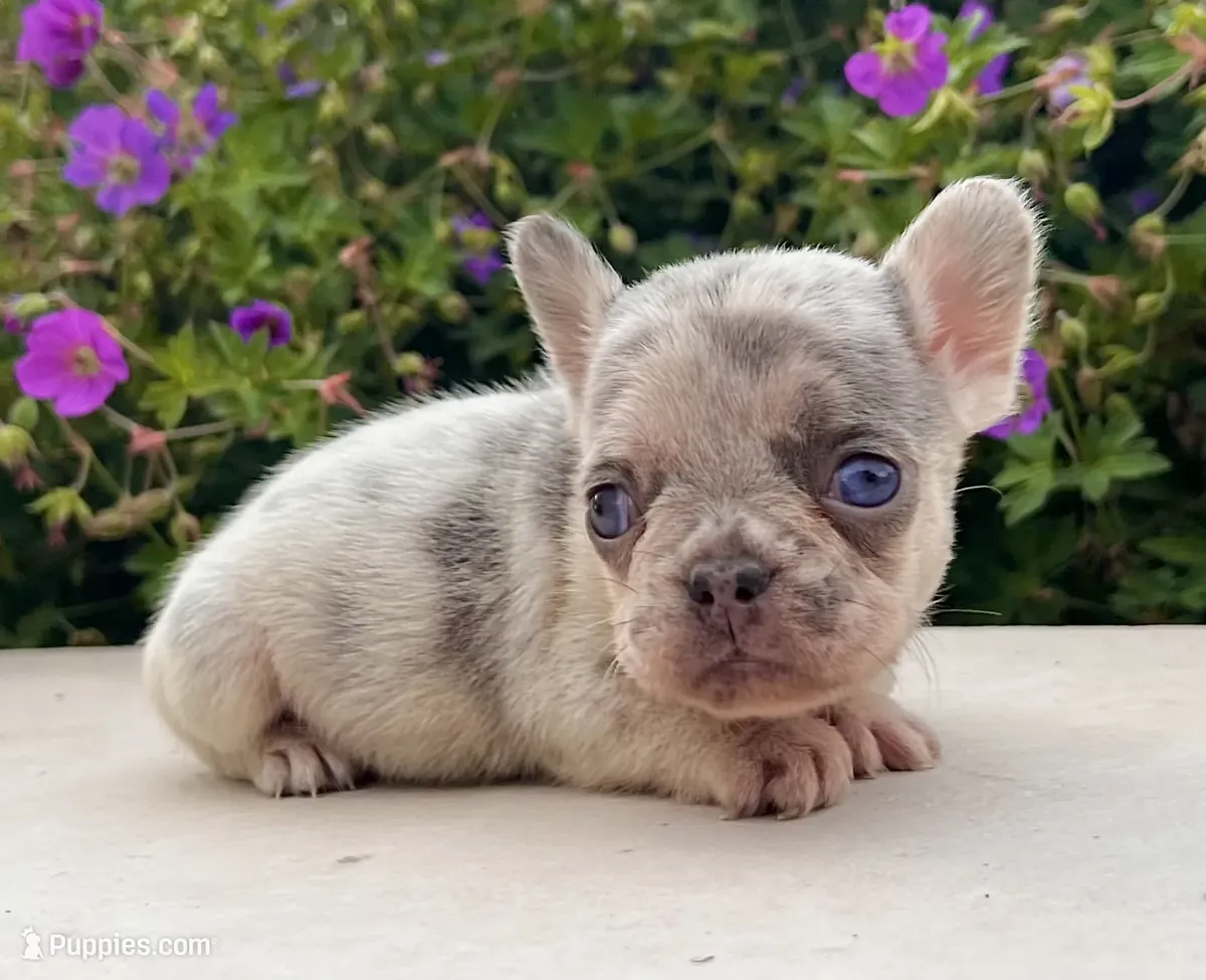 Chiots bulldog français