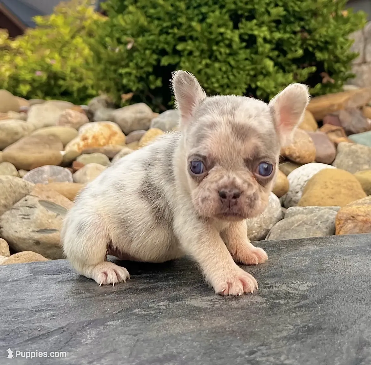 Chiots bulldog français