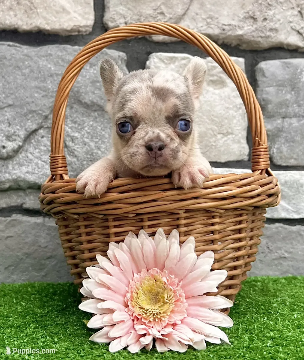 Chiots bulldog français