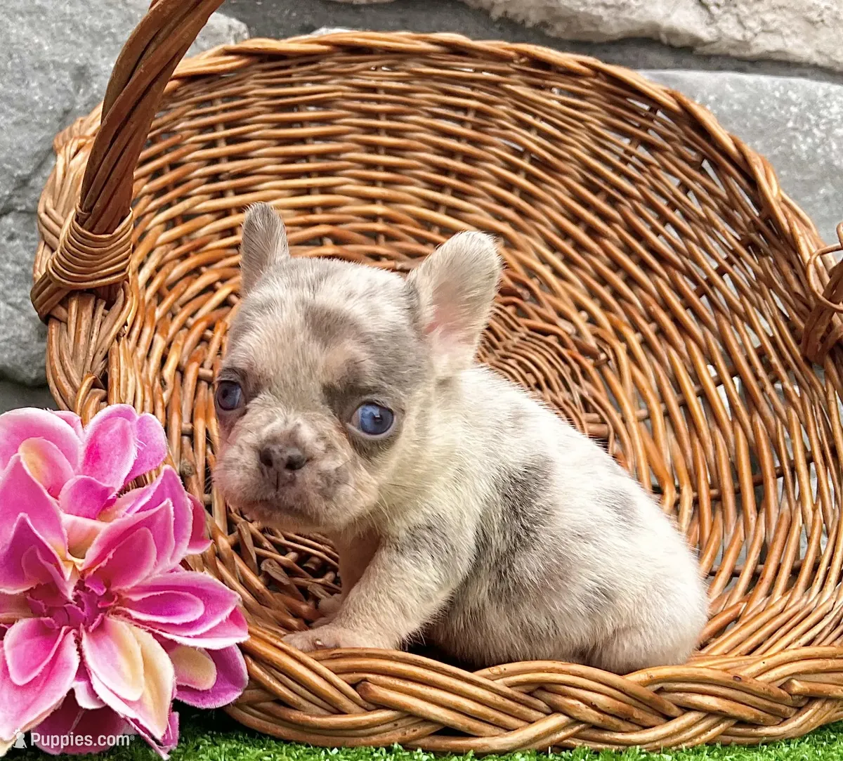 Chiots bulldog français