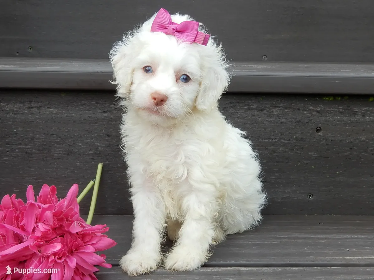 Cachorro Cockapoo macho y hembra