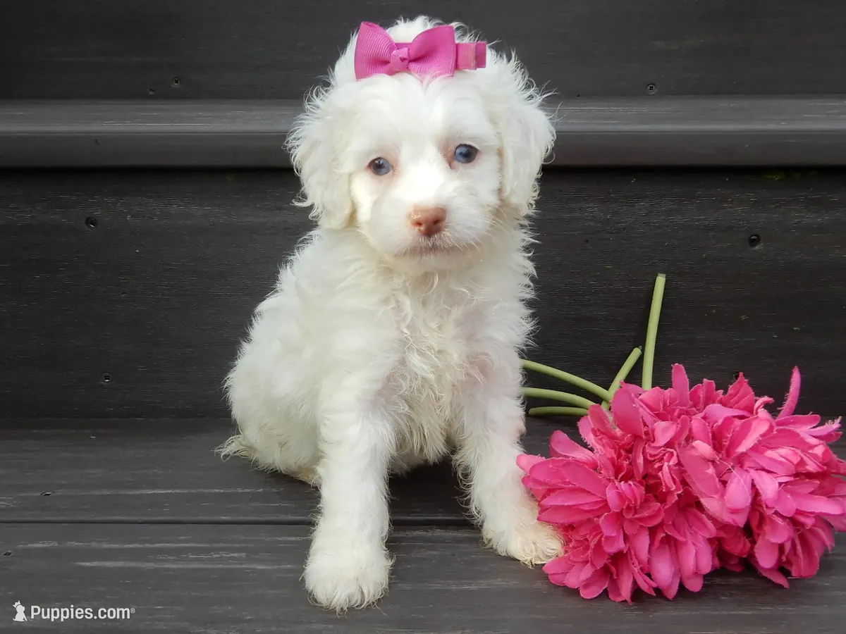 Cachorro Cockapoo macho y hembra