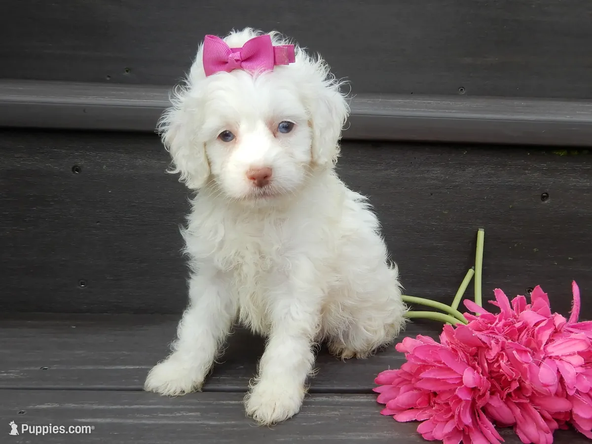 Cachorro Cockapoo macho y hembra