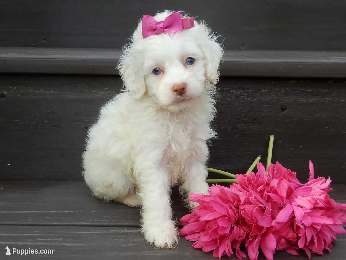Cachorro Cockapoo macho y hembra