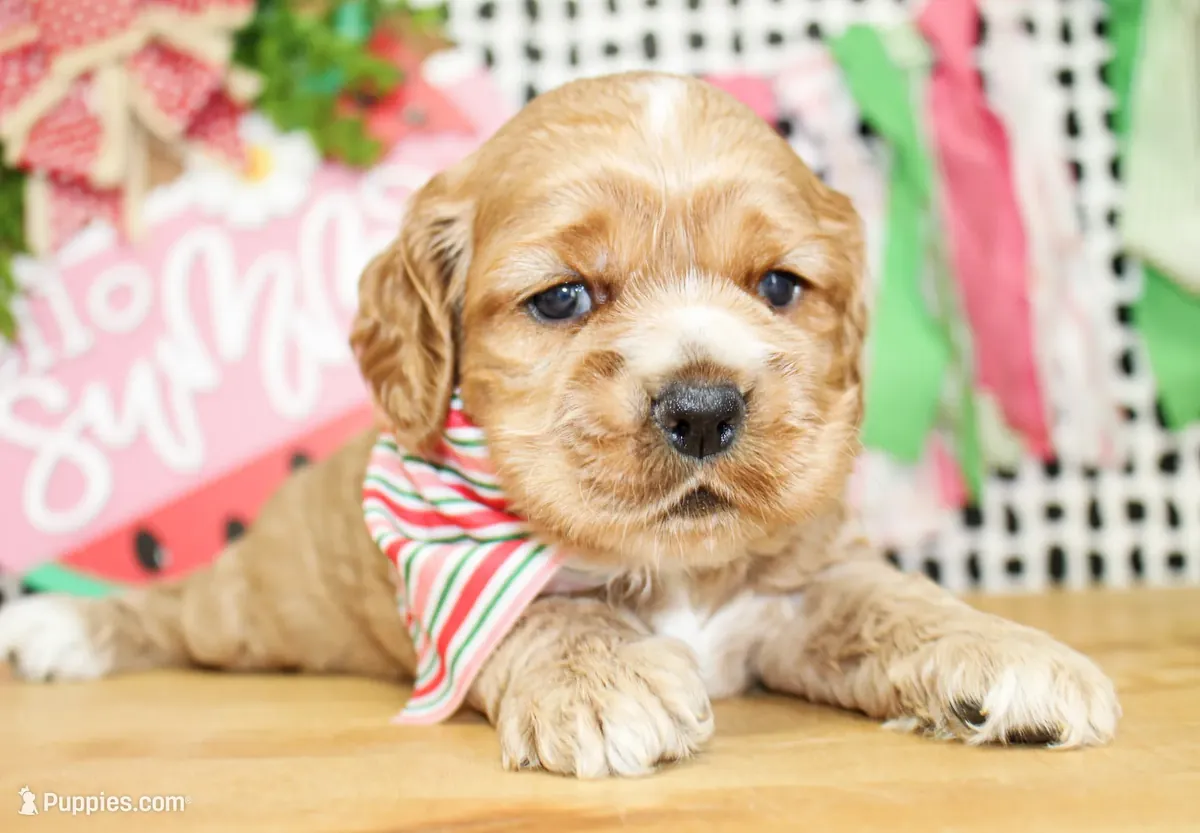 Cocker Spaniel mâle