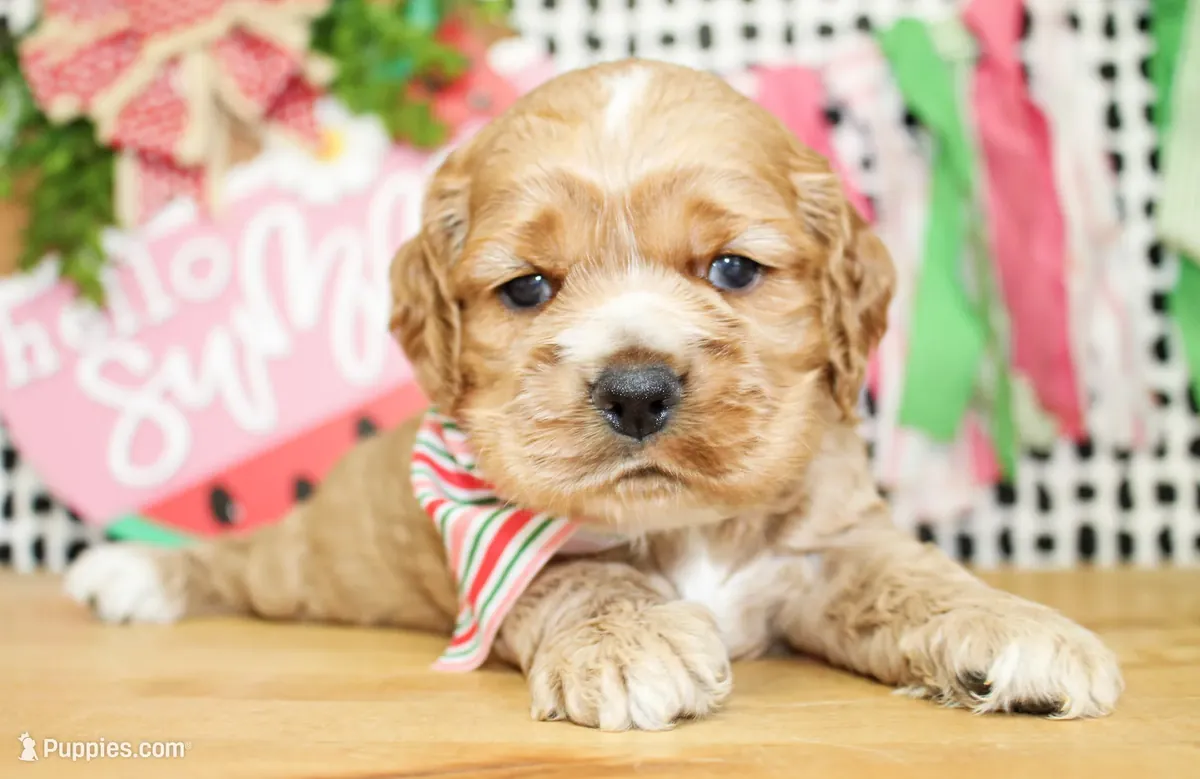 Cocker Spaniel mâle