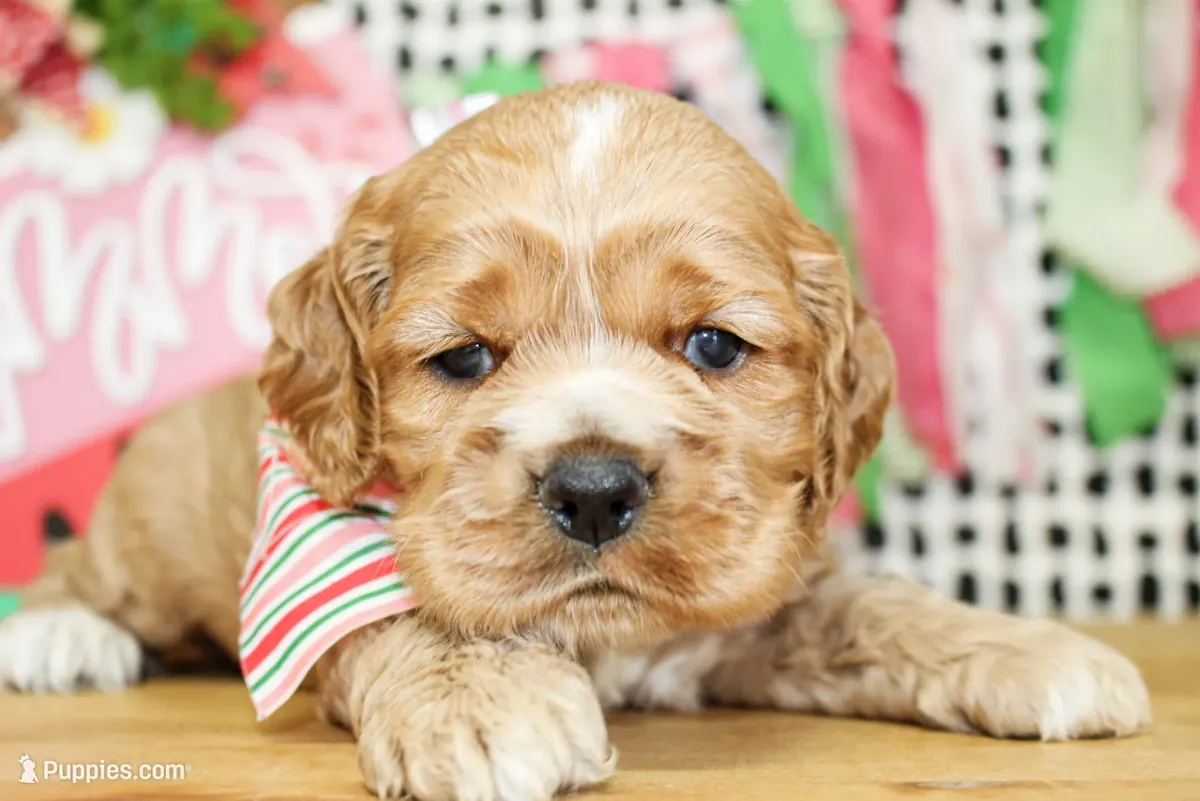 Cocker Spaniel mâle