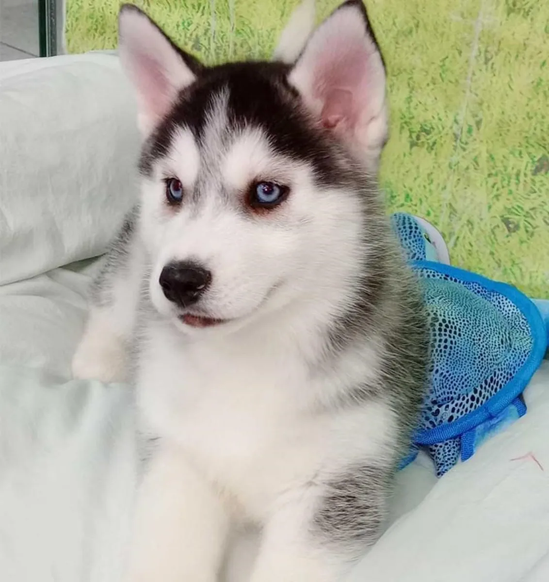 Husky Siberiano Hembra 2834 *Listo*