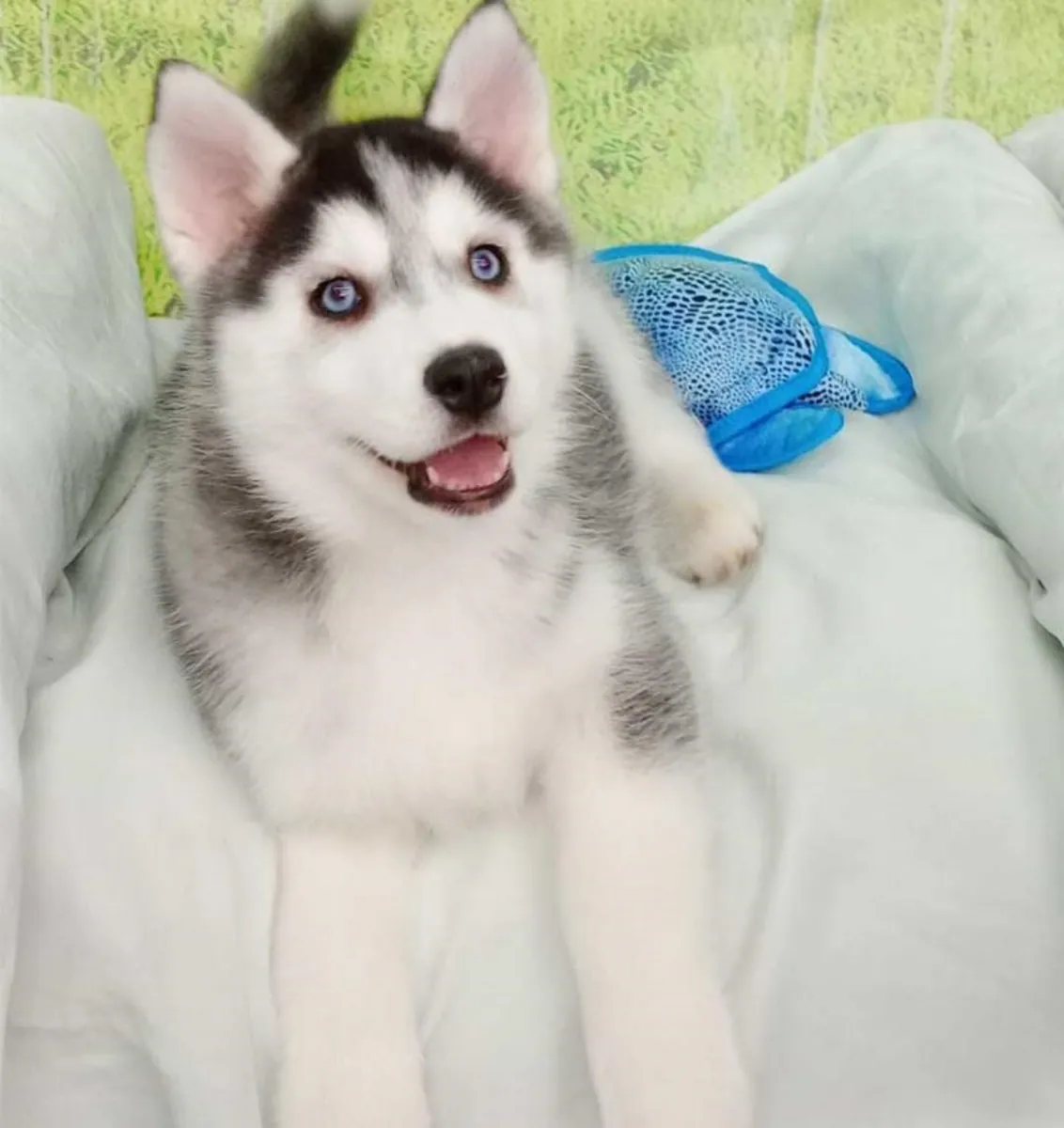 Husky Siberiano Hembra 2834 *Listo*