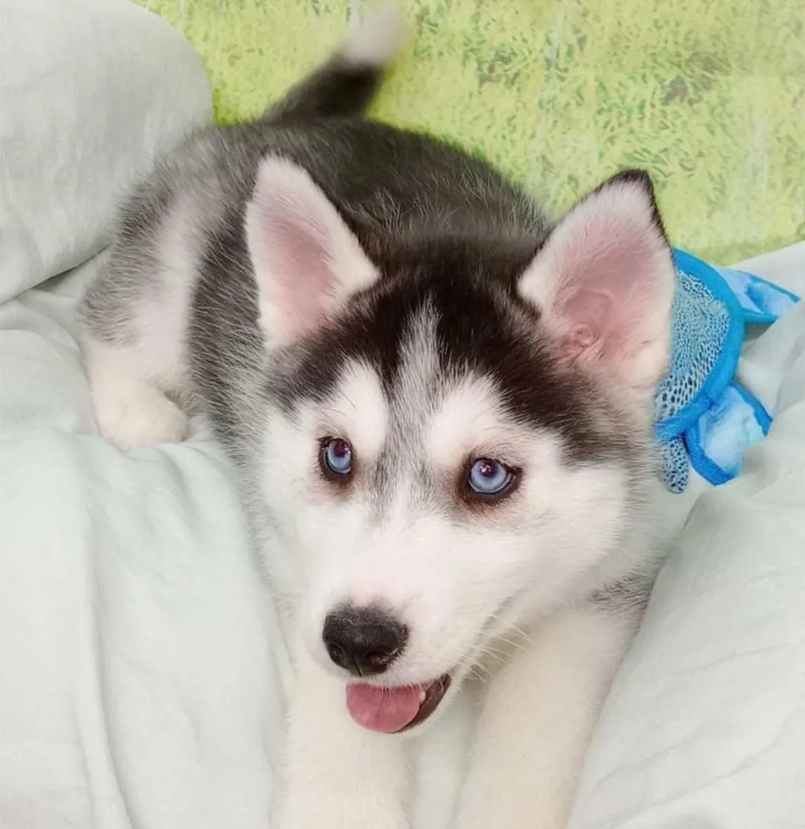Husky Siberiano Hembra 2834 *Listo*