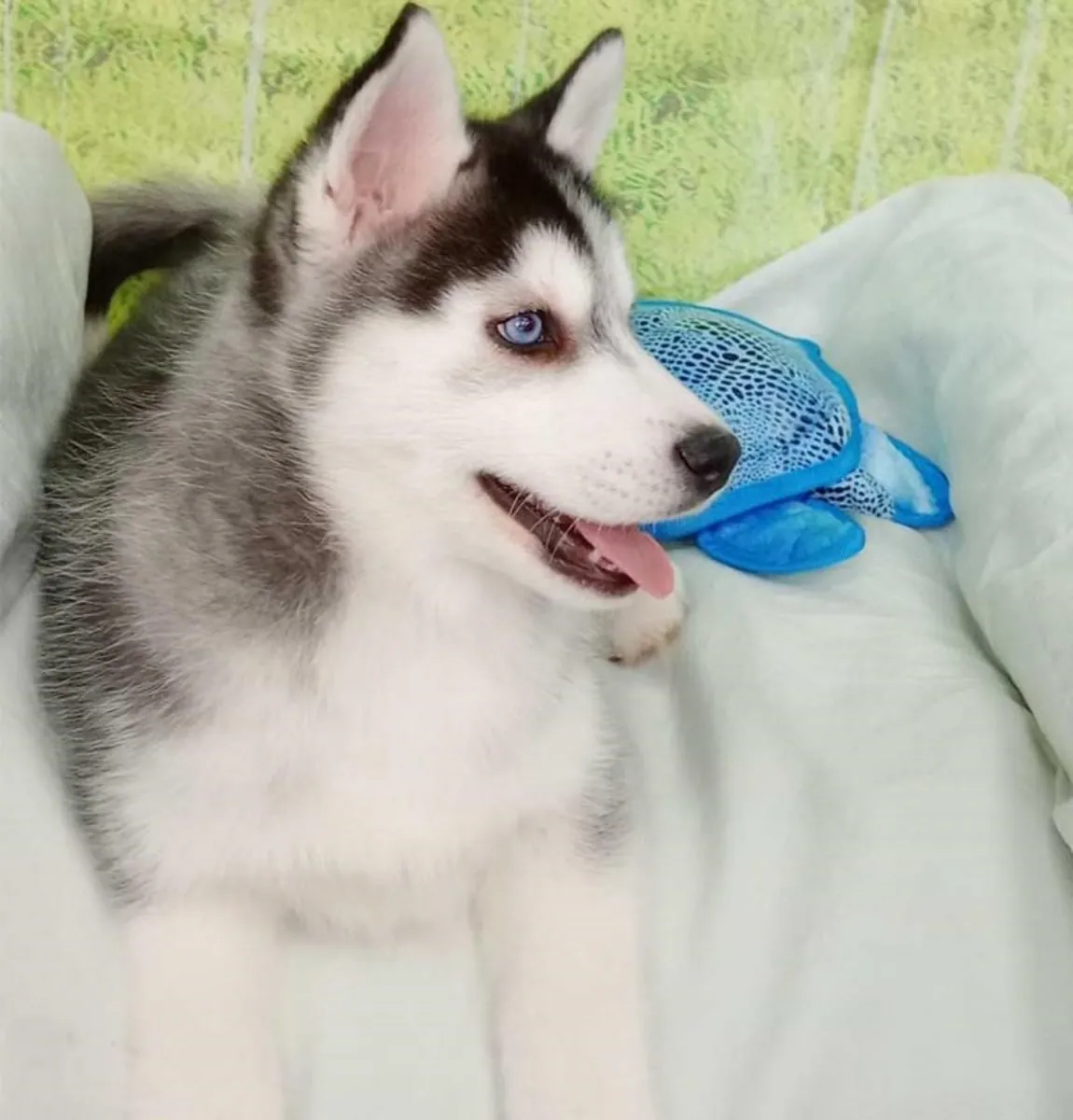 Husky Siberiano Hembra 2834 *Listo*