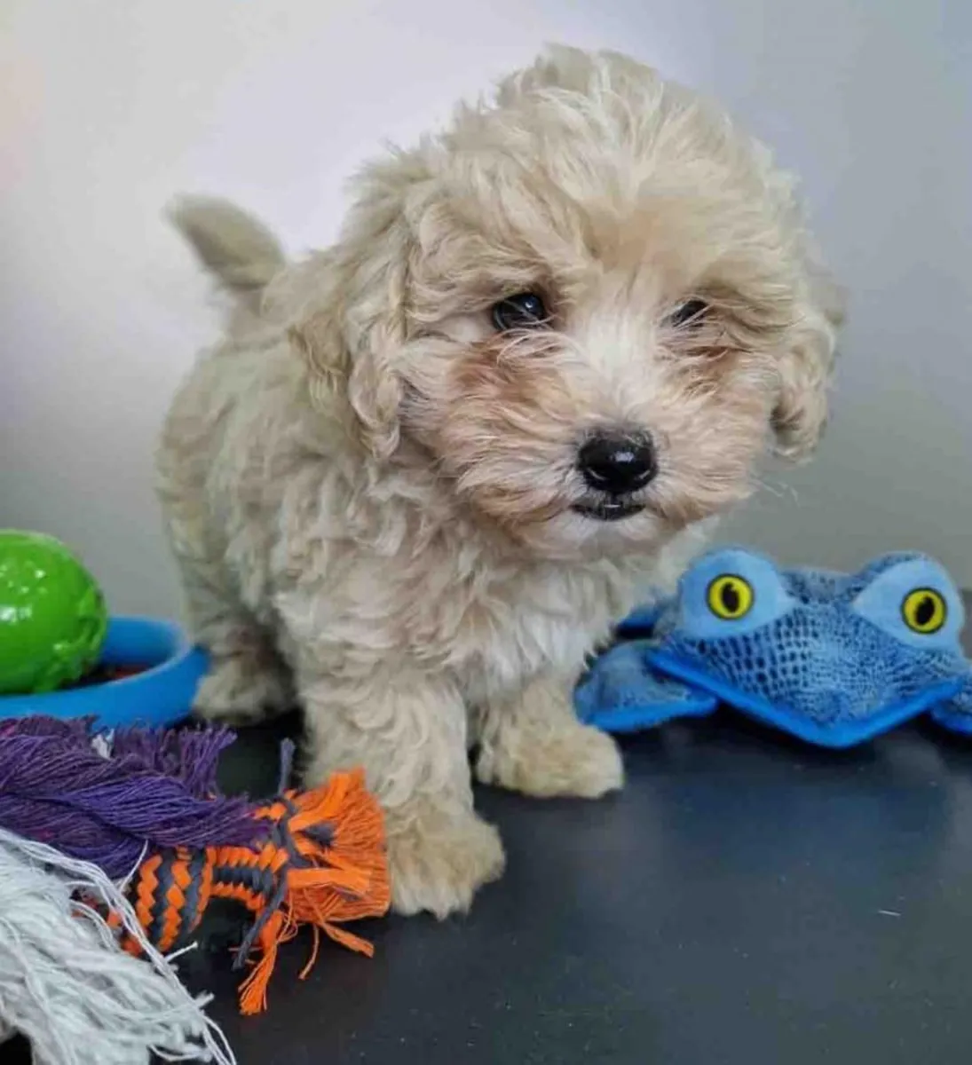 马尔济斯犬公 CA 1709 *出售*
