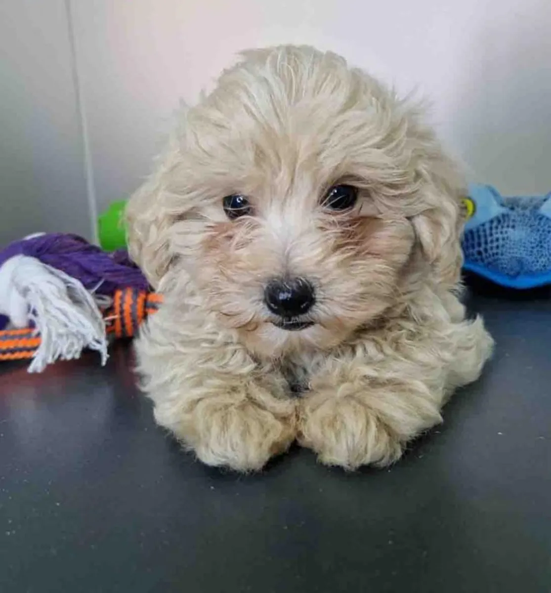 马尔济斯犬公 CA 1709 *出售*