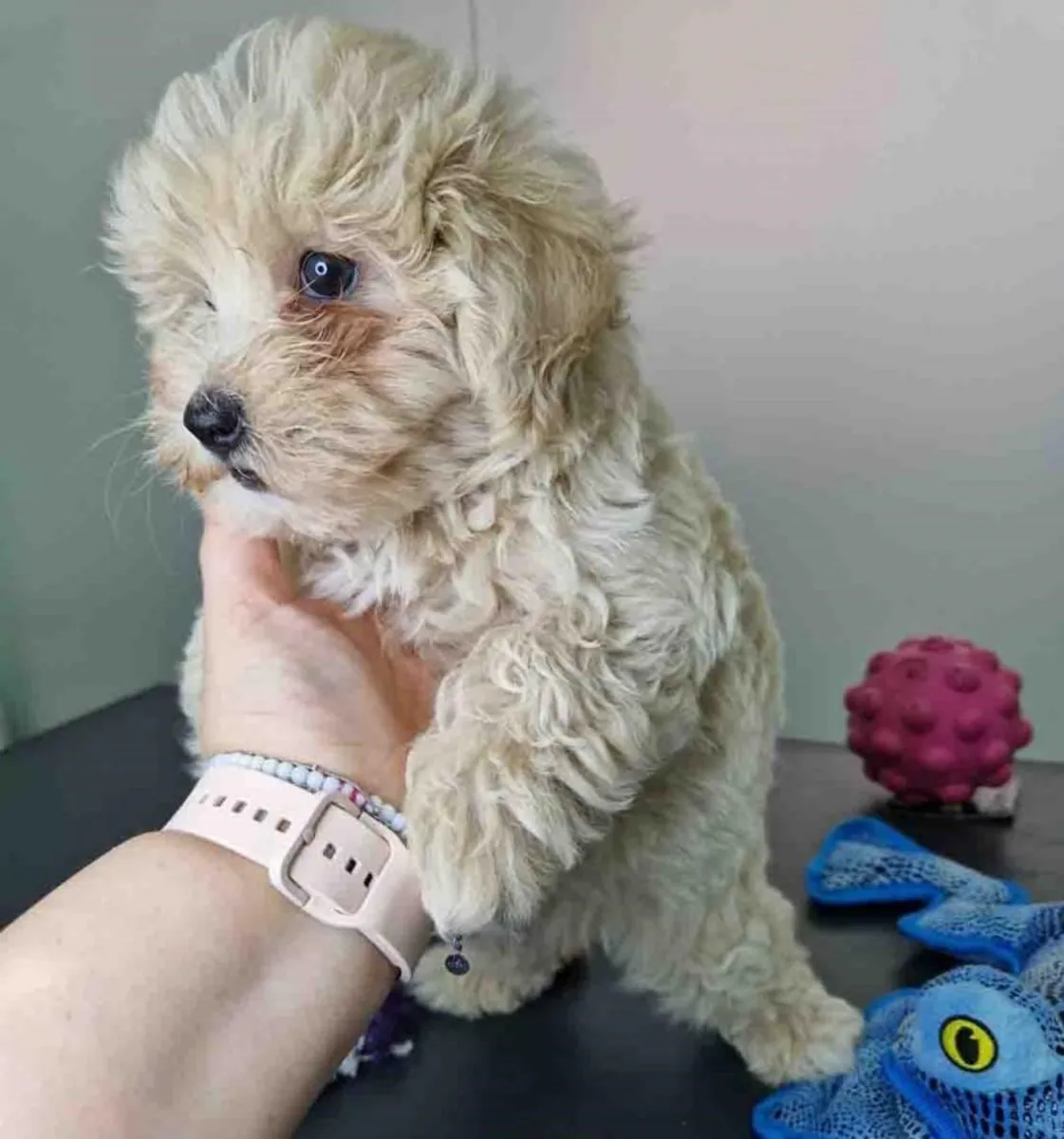 马尔济斯犬公 CA 1709 *出售*