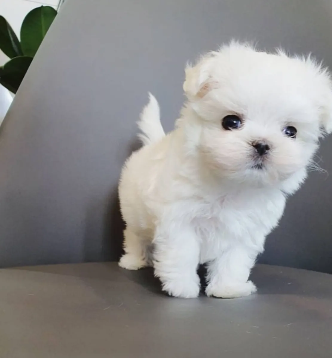 Cachorros malteses disponibles Contacte a (nuridinibrahimzadee12 @ gmail . com)