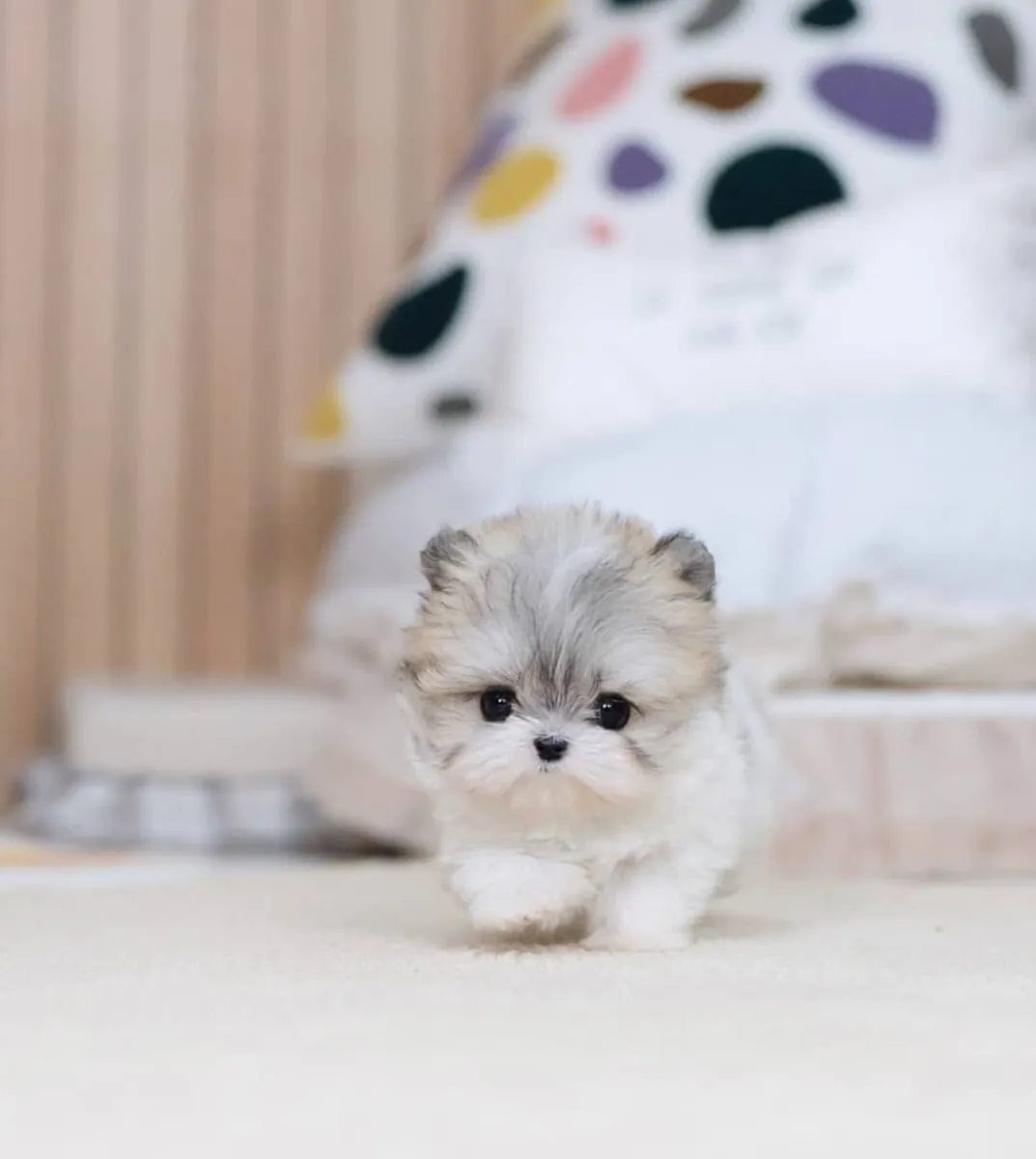 Chiots Maltipoo prêts à partir chez eux gratuitement