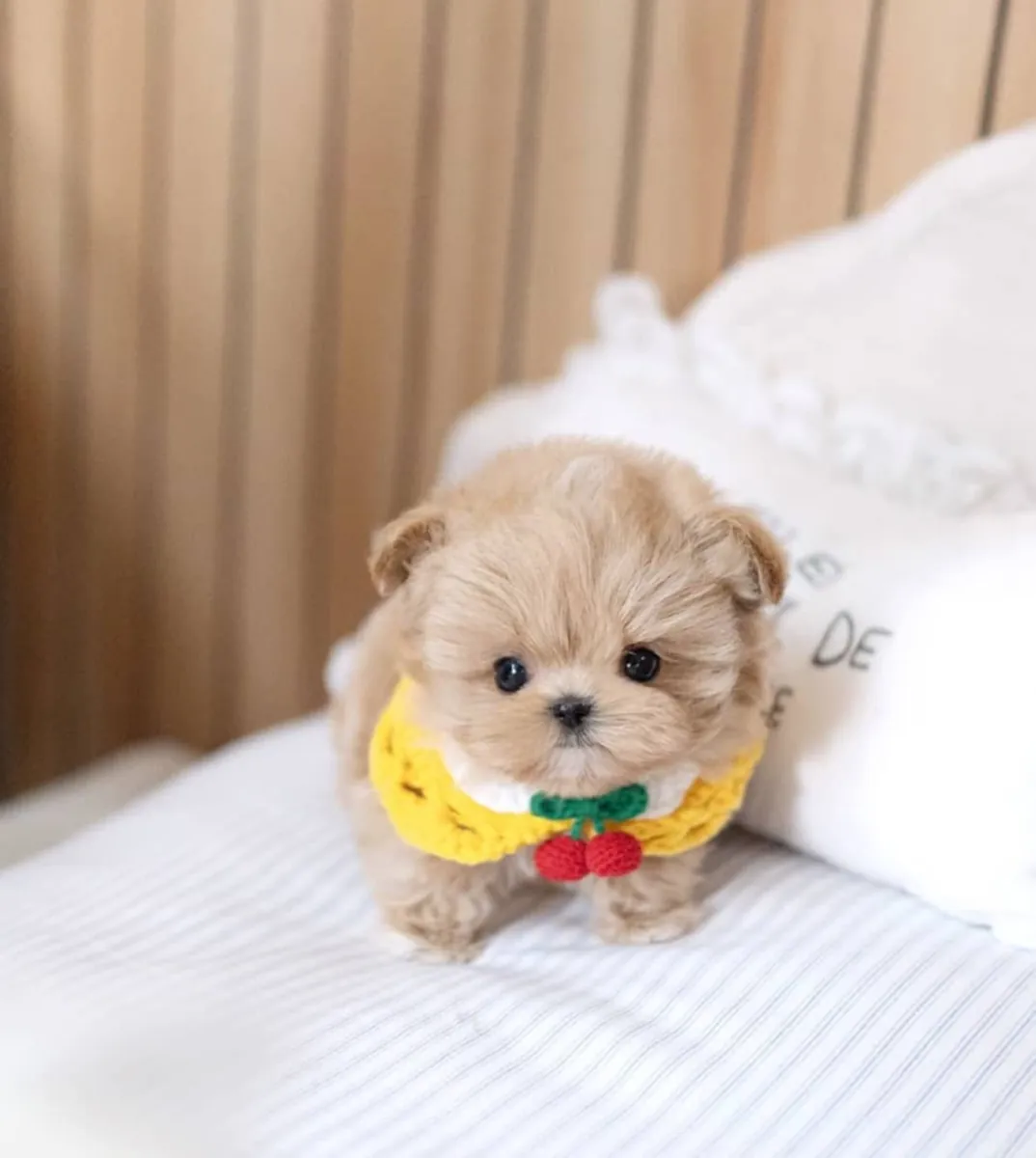 Sevimli Maltipoo yavruları ücretsiz evlat edinme için
