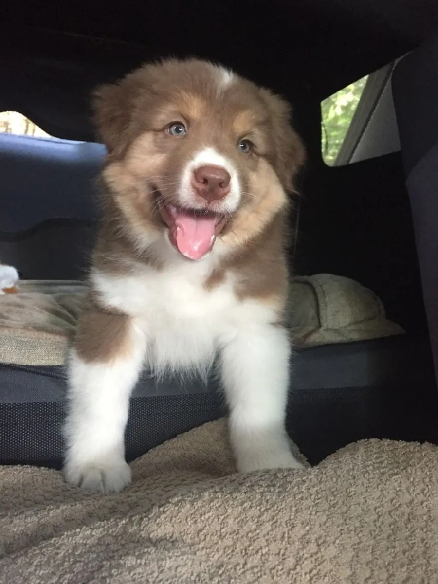 🐶✨ Познакомьтесь с этой красивой австралийской овчаркой! 🇦🇺🐾