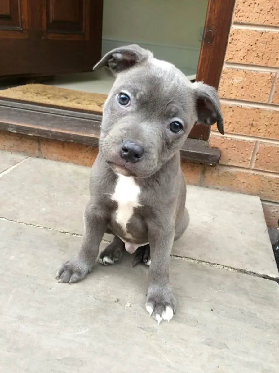 🐶❤️ ¡Conoce a este adorable Staffordshire Terrier! 🐾✨