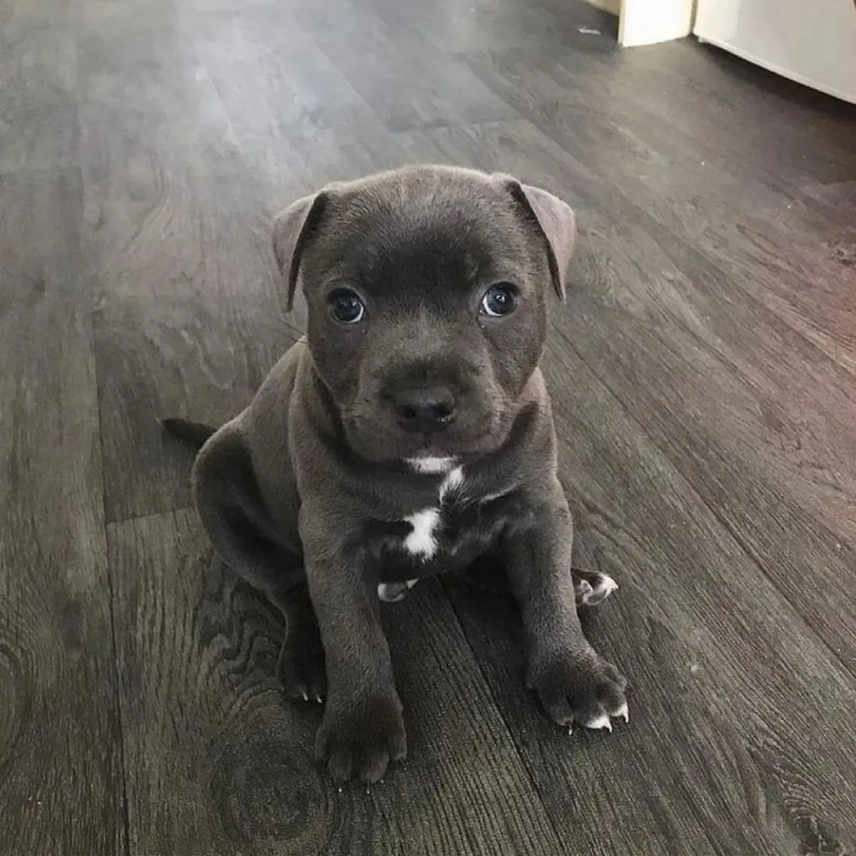 🐶❤️ ¡Conoce a este adorable Staffordshire Terrier! 🐾✨