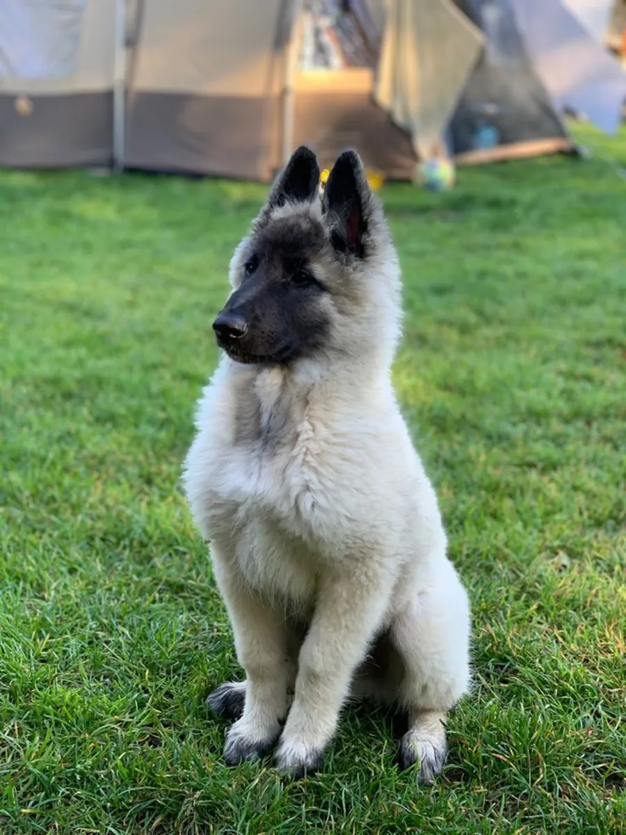 ¡Conoce a este magnífico Pastor Belga! ✨🐾
