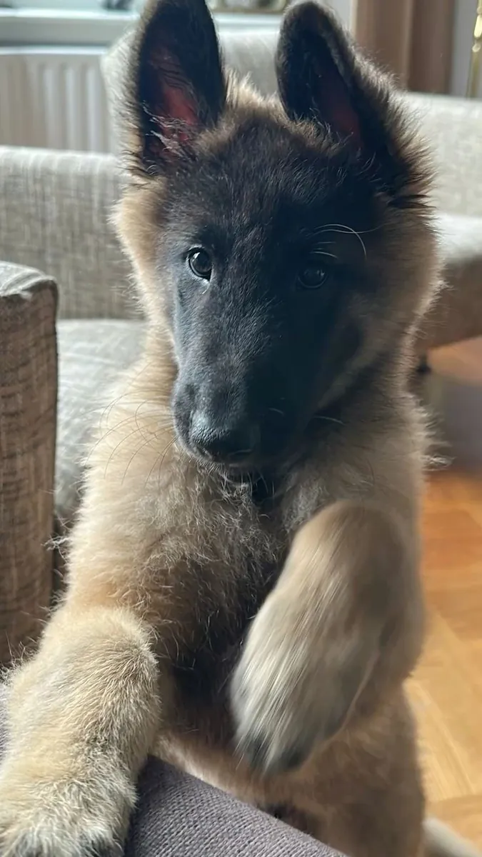 ¡Conoce a este magnífico Pastor Belga! ✨🐾