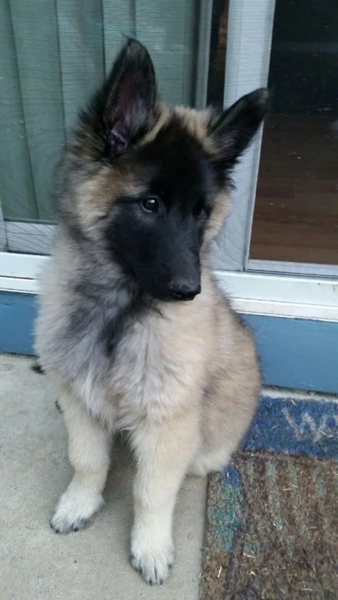 ¡Conoce a este magnífico Pastor Belga! ✨🐾