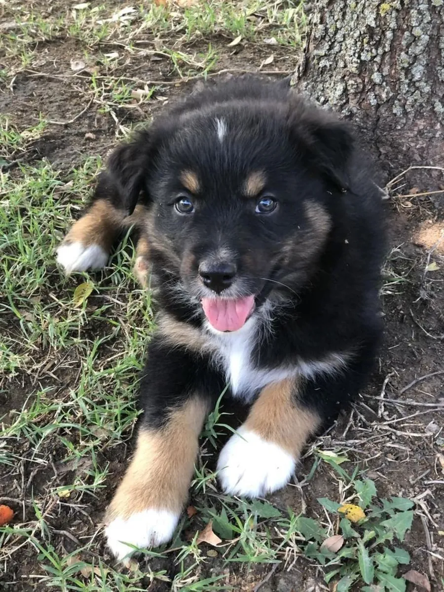 Познакомьтесь с этой очаровательной Миниатюрной Американской Овчаркой! 🐾✨