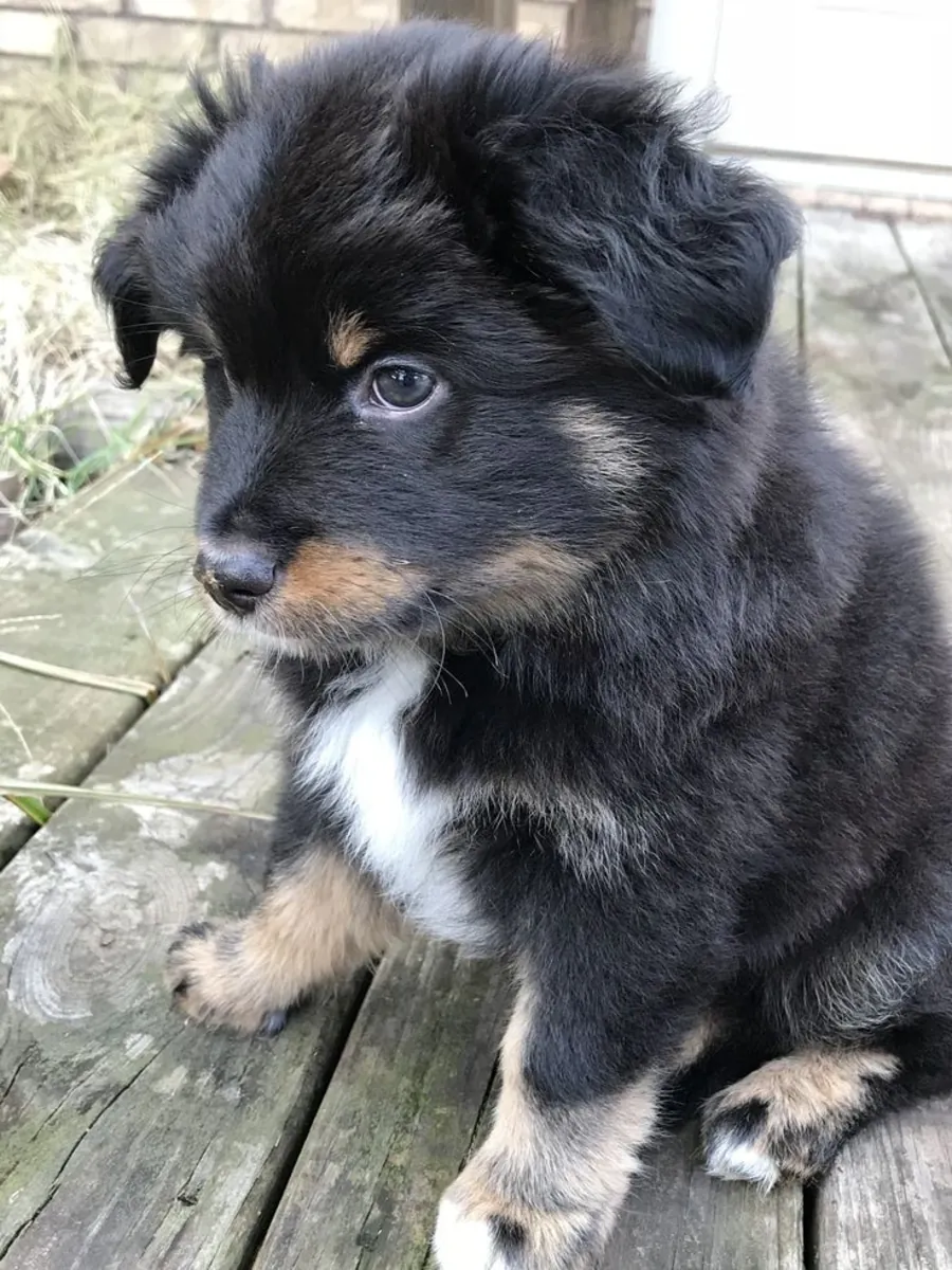 Познакомьтесь с этой очаровательной Миниатюрной Американской Овчаркой! 🐾✨