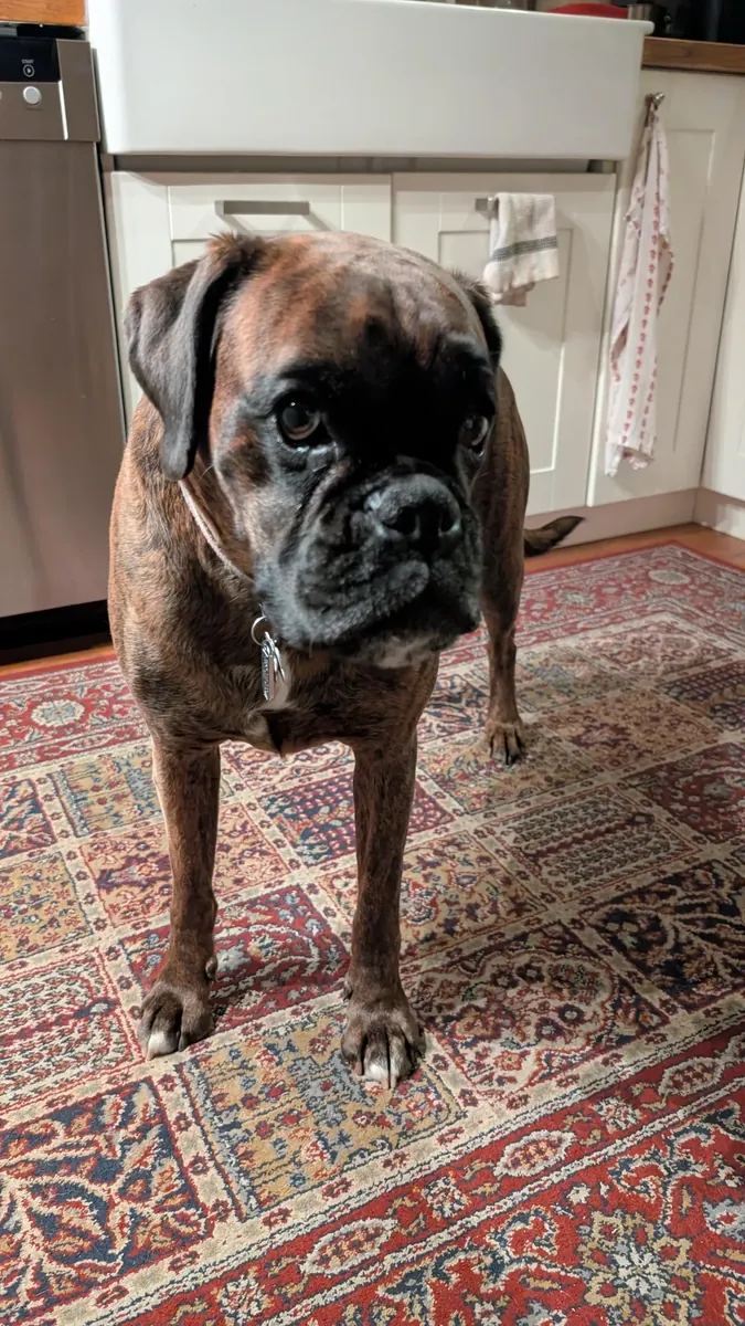 bakımı için özen gösterebilecek aileye verilecek