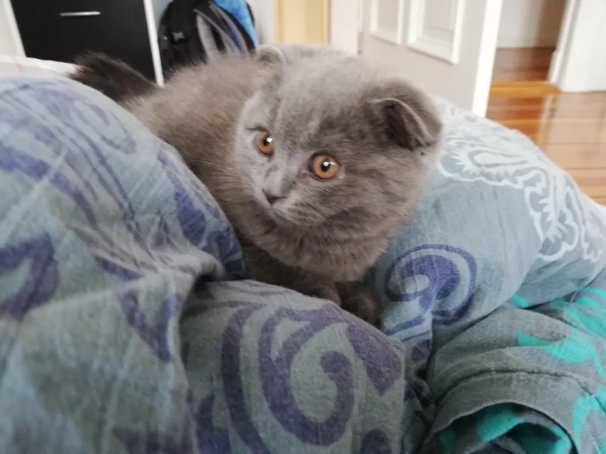 kediyle ilgili sorun yok, evde hasta olduğu için veriliyor