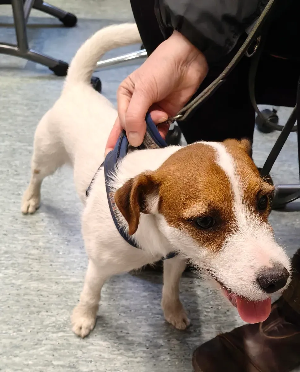 küçük ama yorucu bir köpek