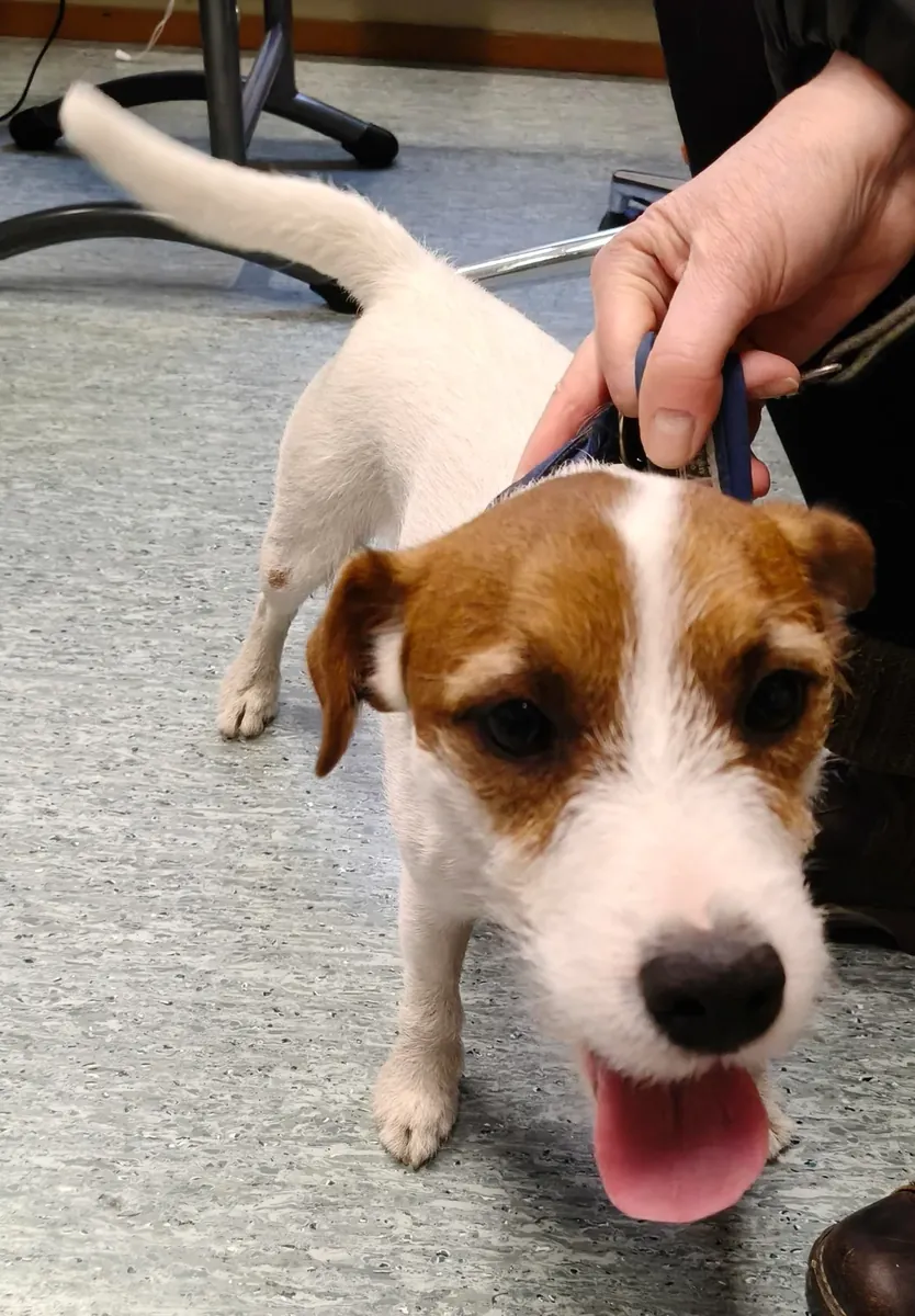 küçük ama yorucu bir köpek