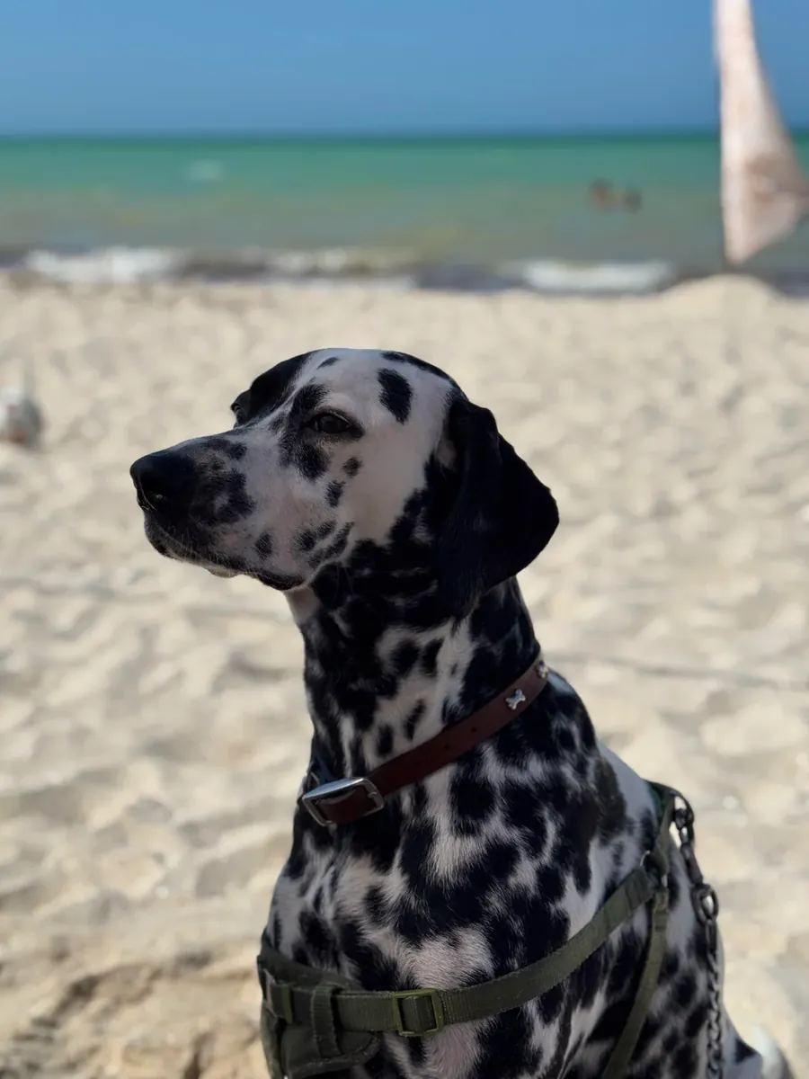 ilk başta bir hevesle aldık ama düzeni kuramadık