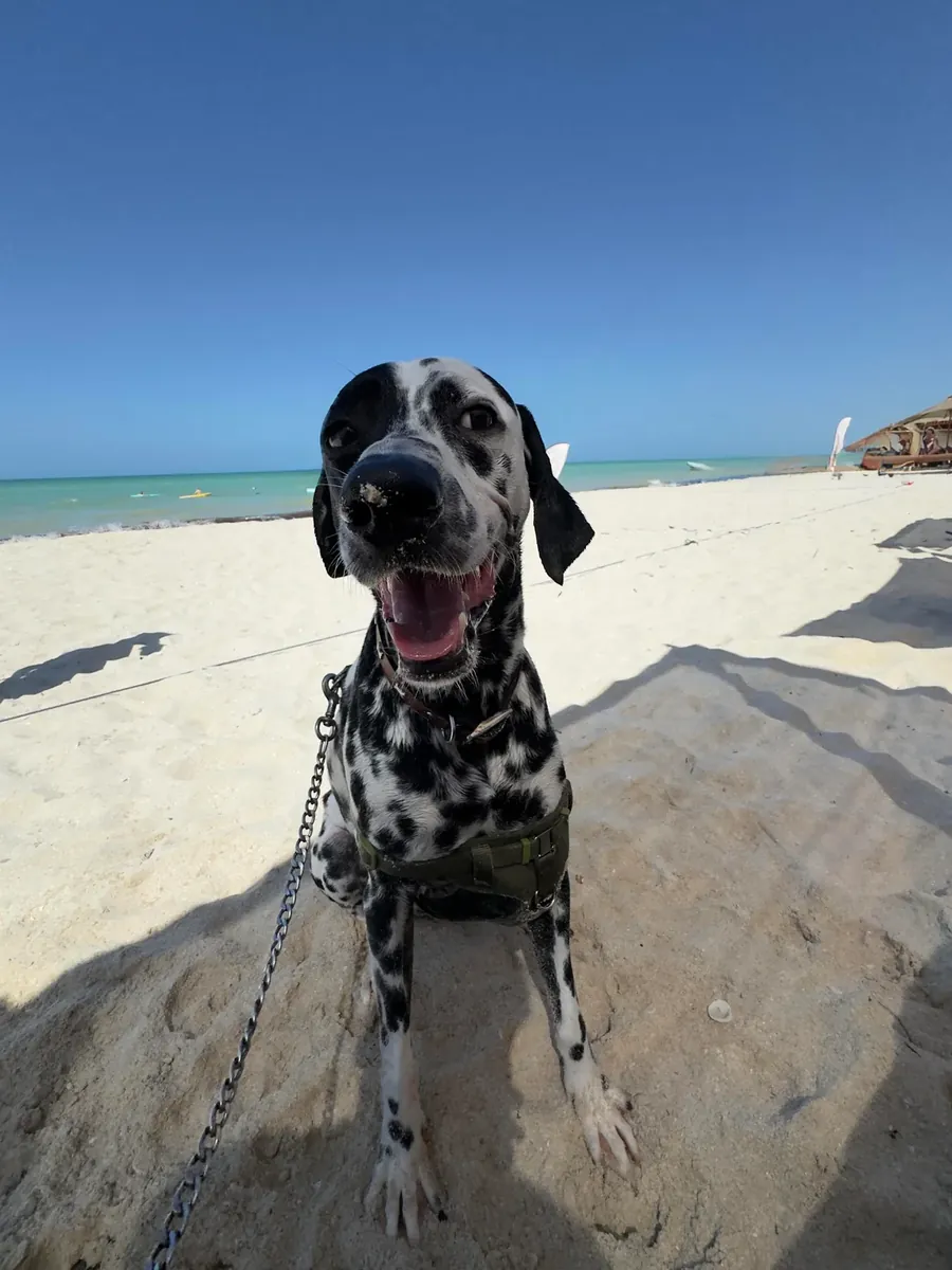 ilk başta bir hevesle aldık ama düzeni kuramadık