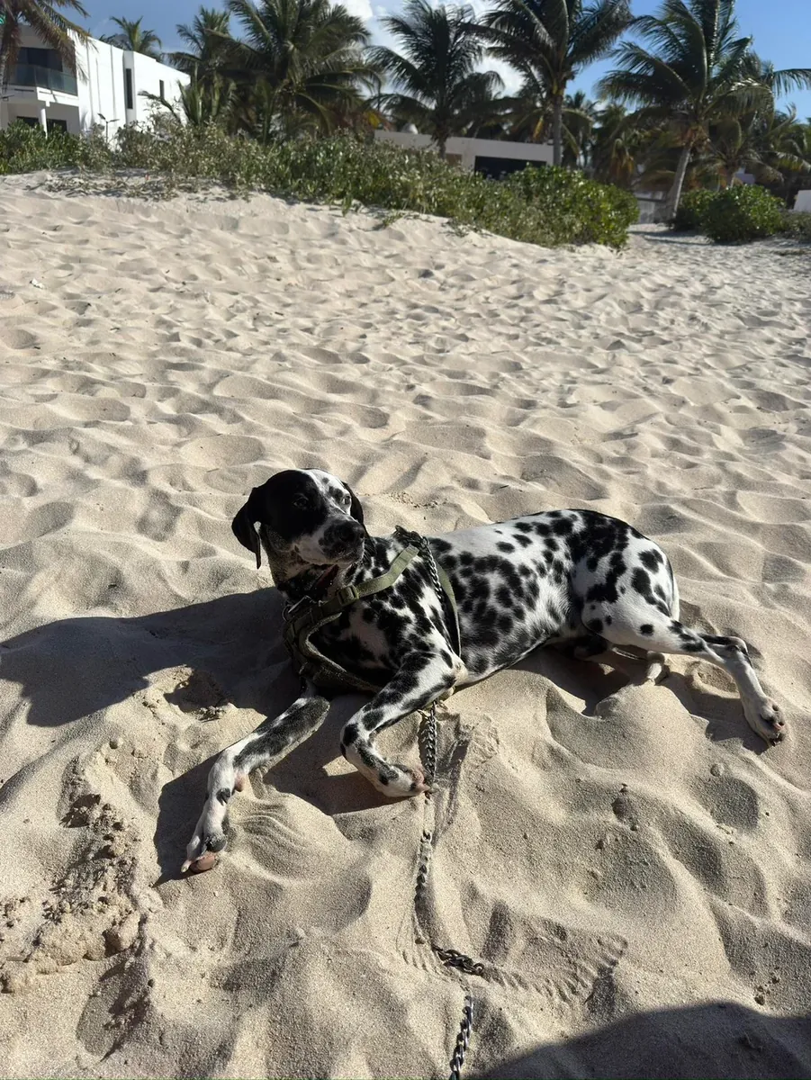 ilk başta bir hevesle aldık ama düzeni kuramadık