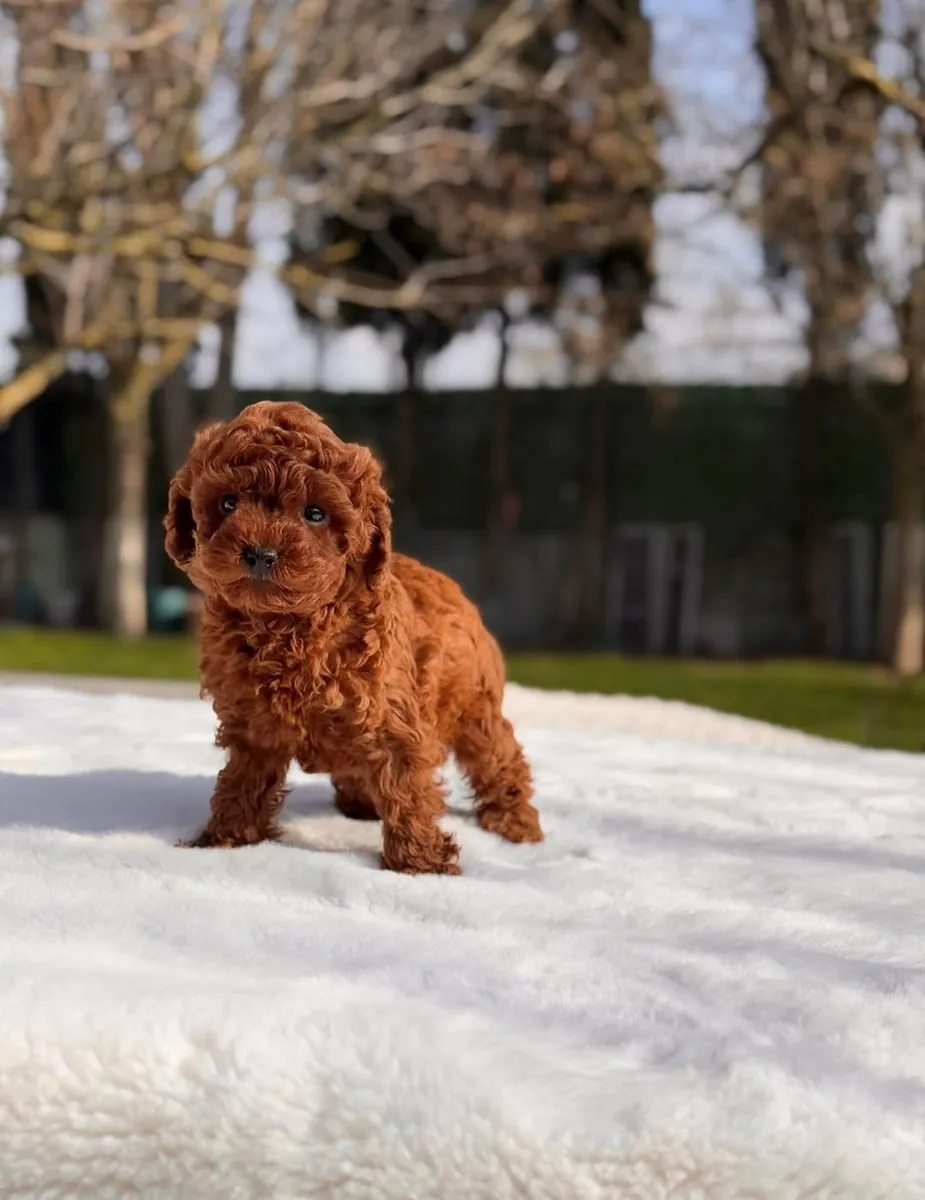 Cachorros de caniche entrenados en adopción