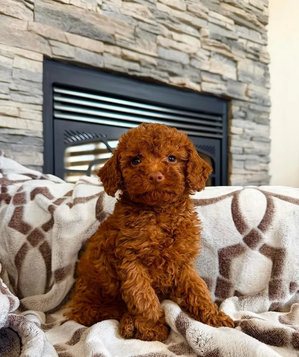 Chiots caniches nains prêts à être adoptés 