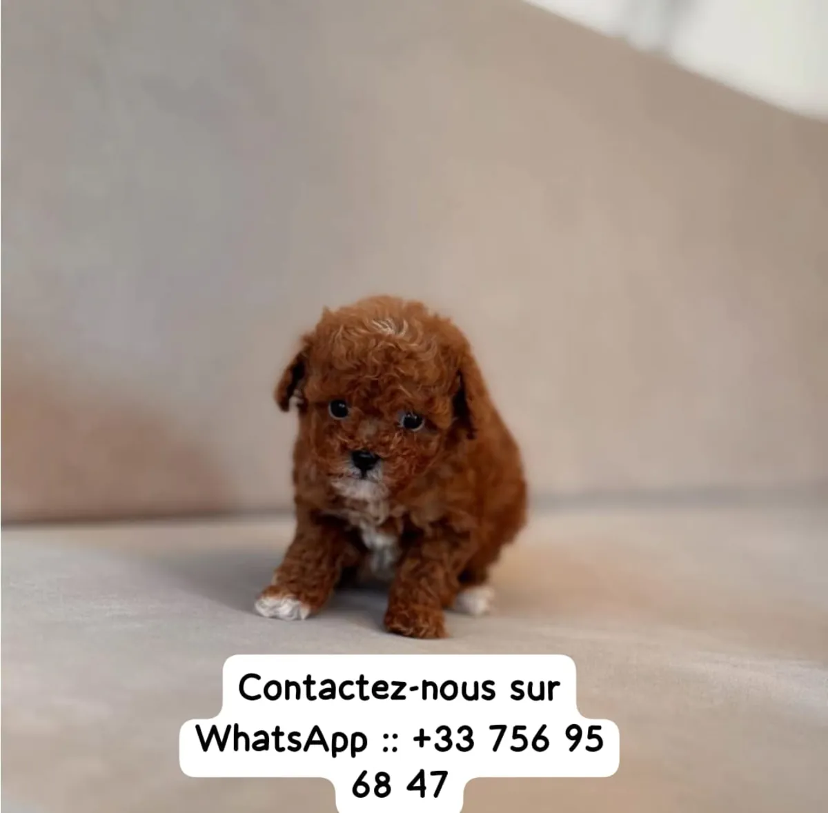 Cachorros de caniche de pequeño tamaño para dar a buenas familias