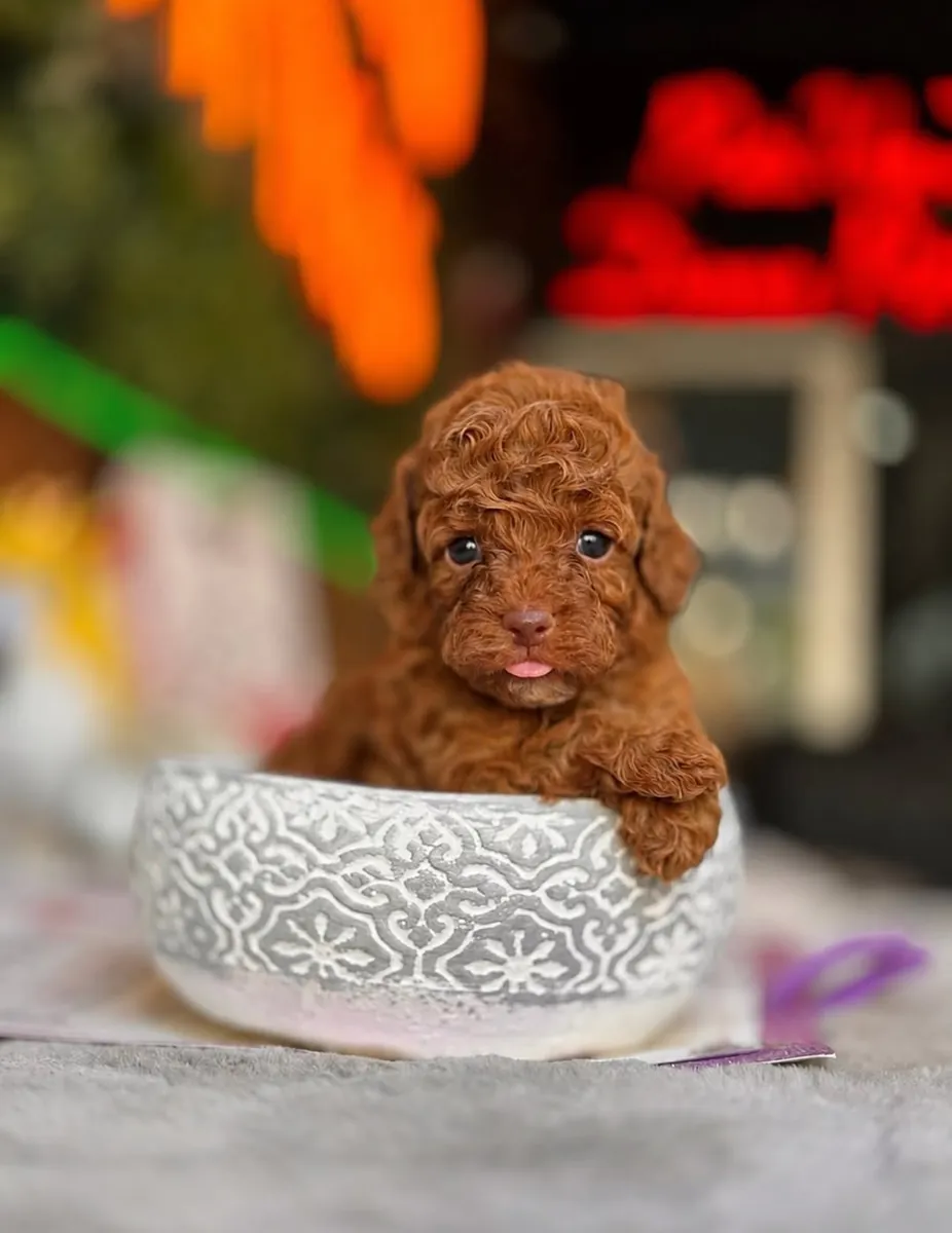 Chiots caniches à museau de bébé à adopter dans des familles aimantes 