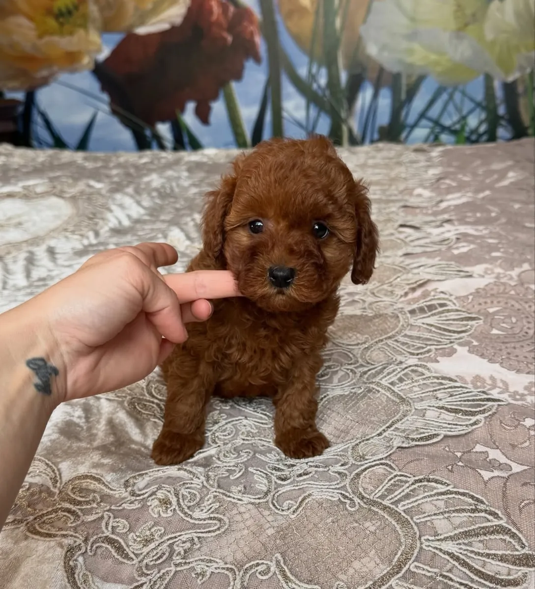 Chiots caniches à museau de bébé à adopter dans des familles aimantes 