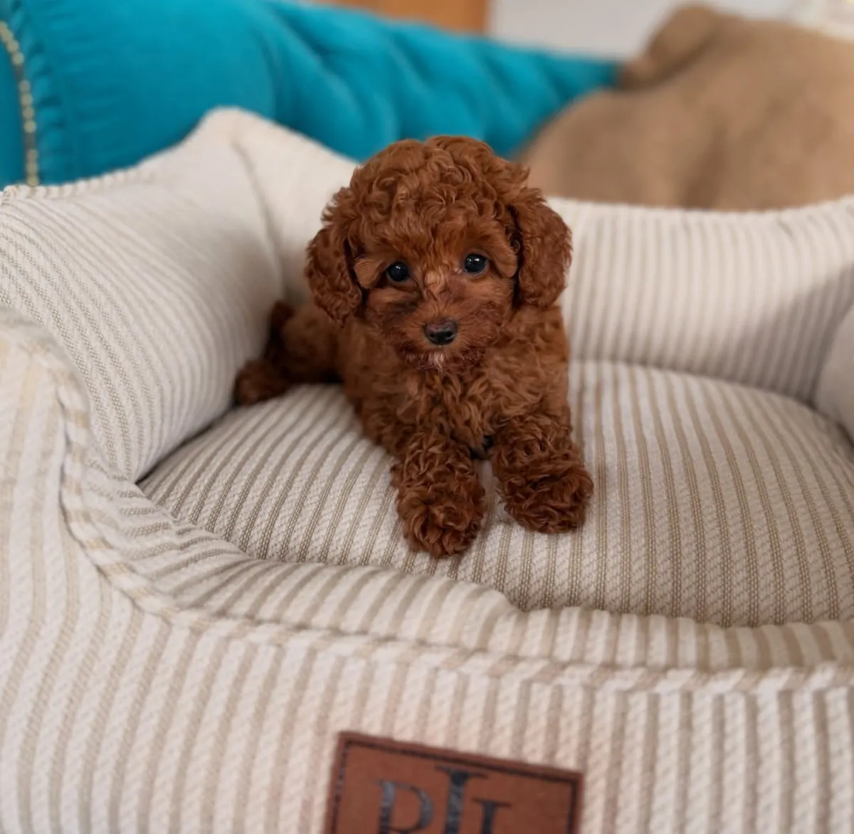 Chiots caniches à museau de bébé à adopter dans des familles aimantes 