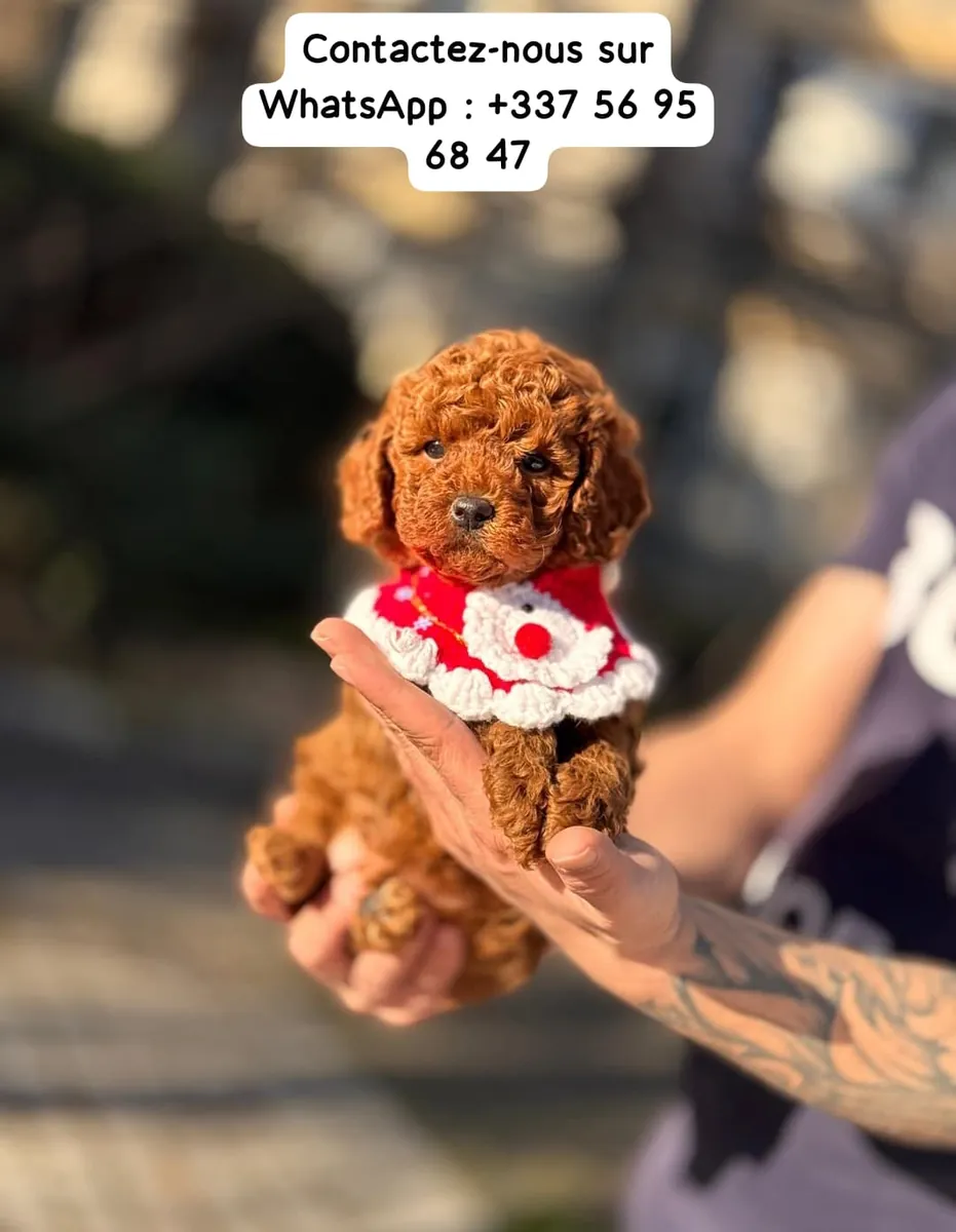 Chiot caniche à donner à une bonne famille 