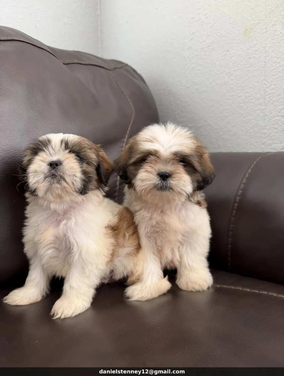 有可用的西施犬幼犬
