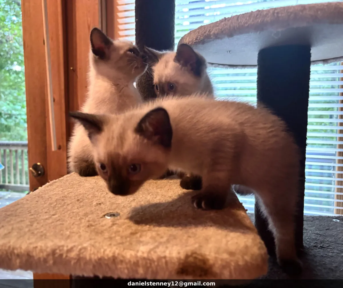 Сиамские котята